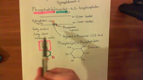 Synaptotagmin and PIP2 Part 1