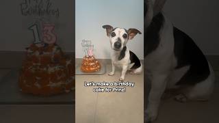 How to bake a threetier birthday cake for your dog! #dogbirthday  #dogbirthdaycake