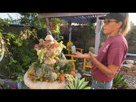 Video: Caulotops Barberi Bọ ăn cây thùa - Mẹo Kiểm soát Bọ thực vật Agave