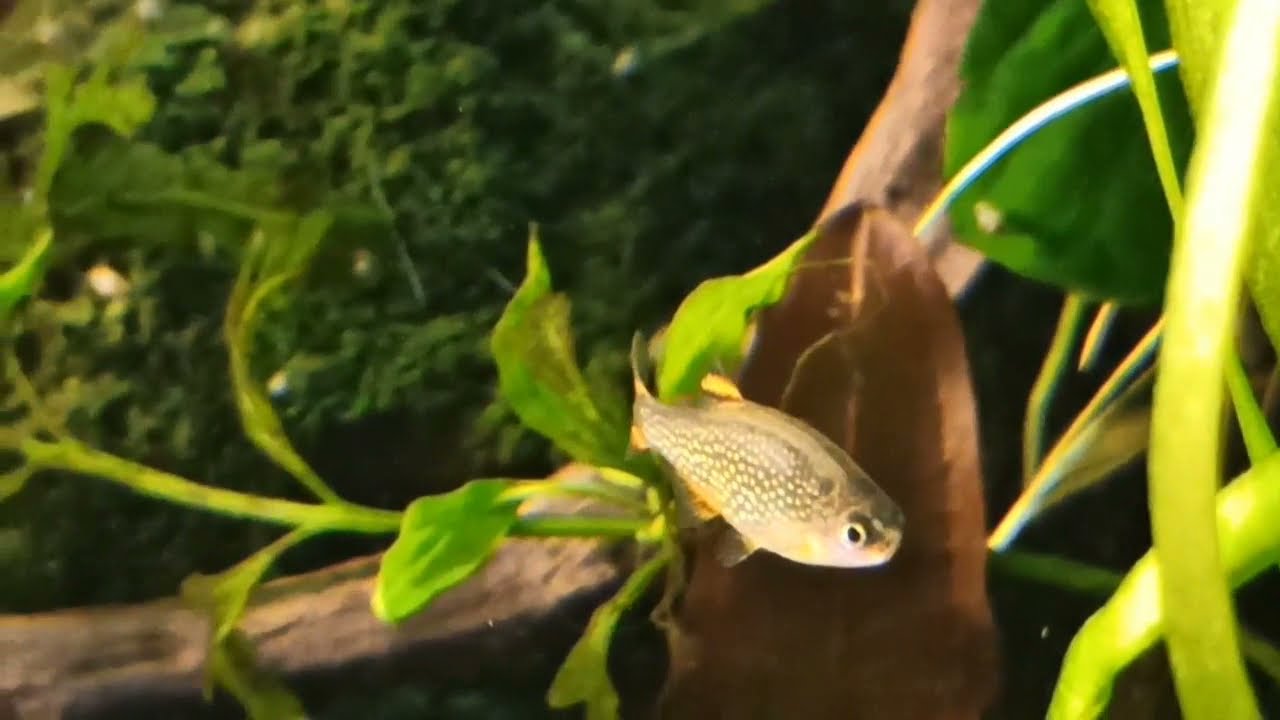 Аквариум 30 л с микрорасборами галактика и креветками/Aquarium, music/Galaxy microrasbora and shrimp