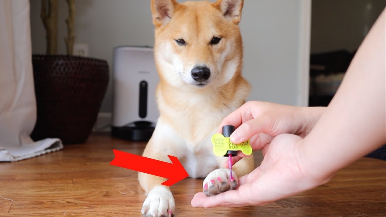Can You Paint Dogs Nails With Regular Polish