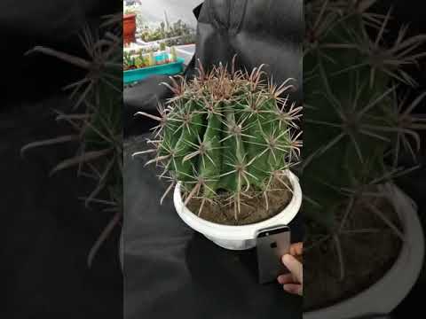 Video: Ferocactus Chrysacanthus-verzorging - Ferocactus Chrysacanthus-cactusplanten kweken