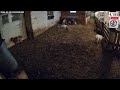 LIVE CAMS - The Goat Farm - Friday