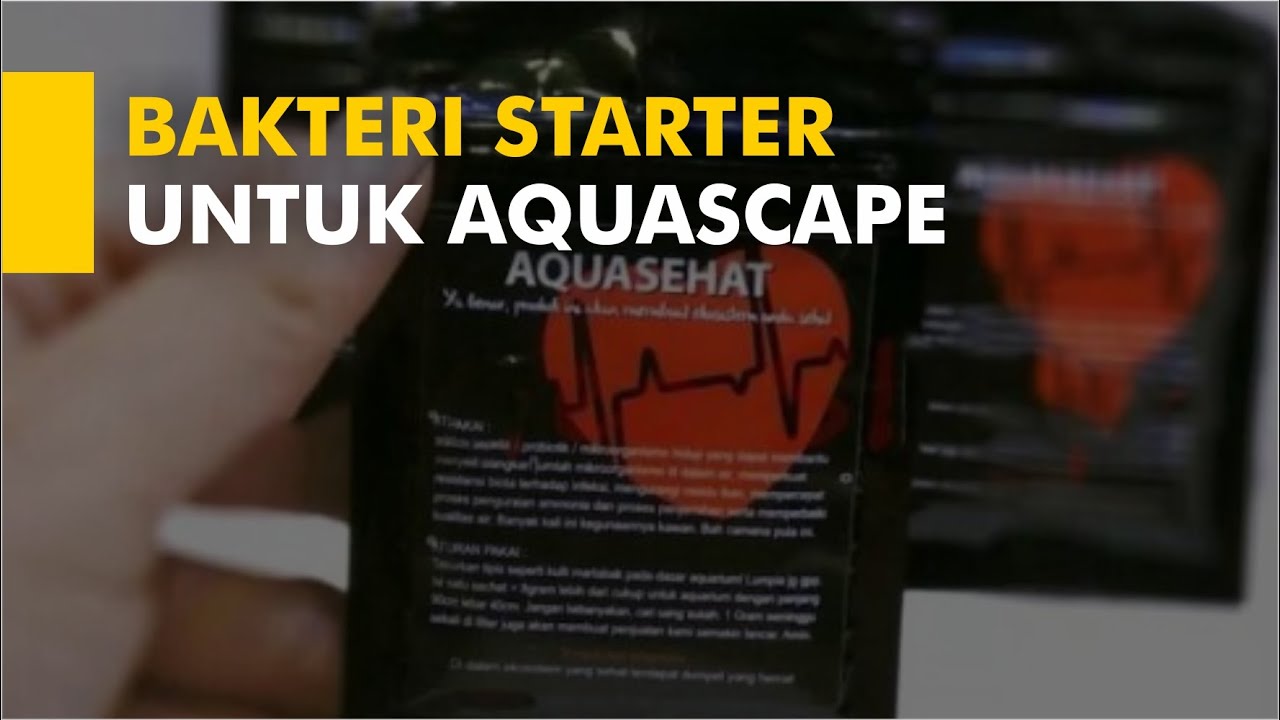 AQUASCAPE HARUS PAKAI BAKTERI STARTER (TITIK) !!