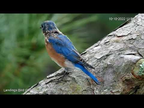 Восточная сиалия. Восточная синяя птица (Eastern Bluebird)