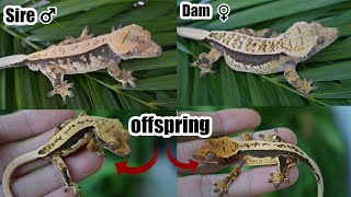 Crested Gecko Lineage