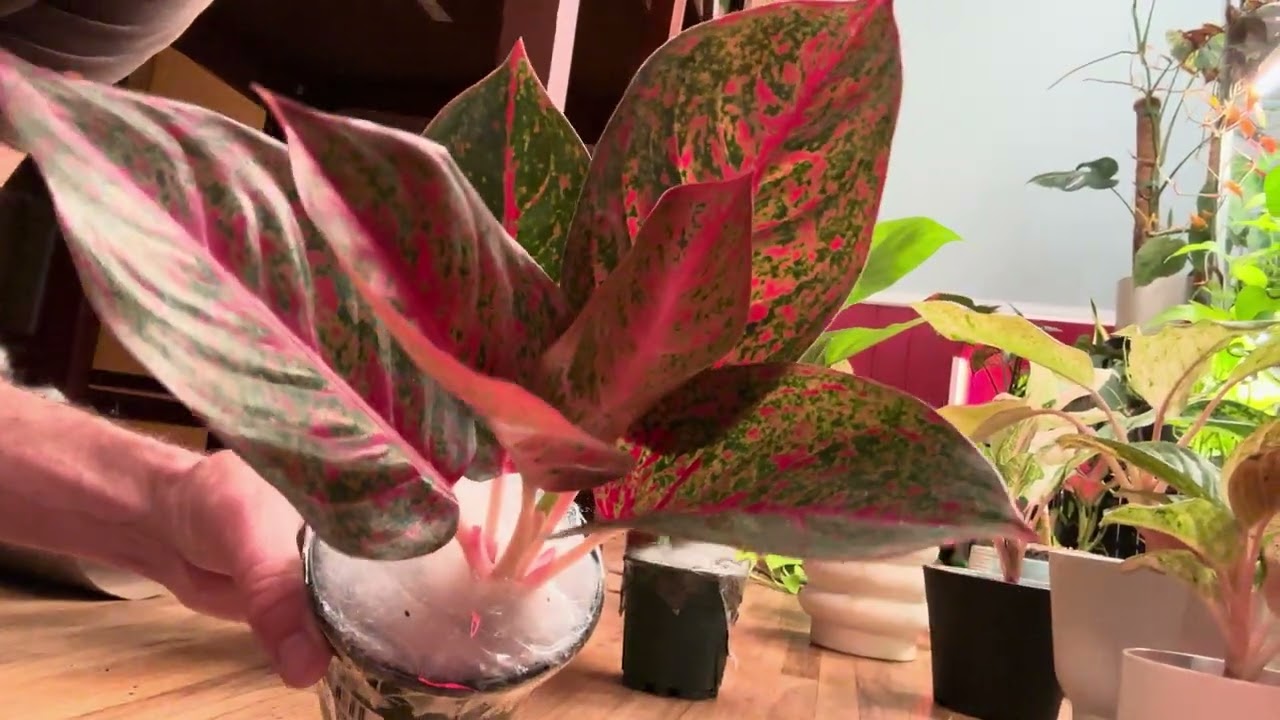 Unboxing three Aglaonemas from Pita’s Planters in Dallas, Texas!