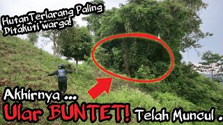 AKHIRNYA MUNCUL! ULAR BUNTET PENUNGGU HUTAN KERAMAT YANG DITAKUTI WARGA! BENTUKNYA MENGERIKAN