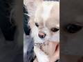 【両手でガッチリサンド/KO負け】#チワワ #chihuahua ##可愛い #シュガリードライブ #チワワちゃん #癒し #pets #cutedog #fyp #foryou