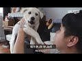 강아지 복순이는 오늘도 세상 억울한 표정을 짓지만 어림 반 푼어치도 없습니다 l Genius Pig VS Silly Mutt Dog