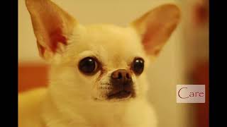 10 Essential facts about Chihuahuas by Dog Lovers 63 views 3 years ago 7 minutes, 23 seconds