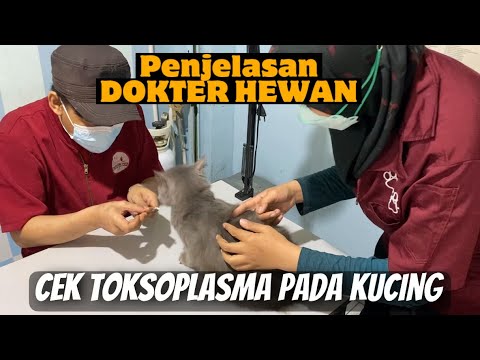 Video: Adakah kucing memerlukan pemeriksaan berkala?