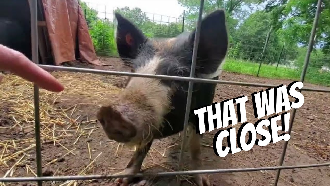 IDAHO PASTURE PIGS BITE?! - YouTube