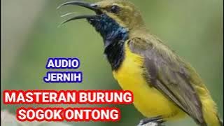 Masteran Burung Sogok Ontong