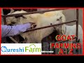 Goat shed plan - Goat Shelter - DIY Project  MyOutdoorPlans  Free