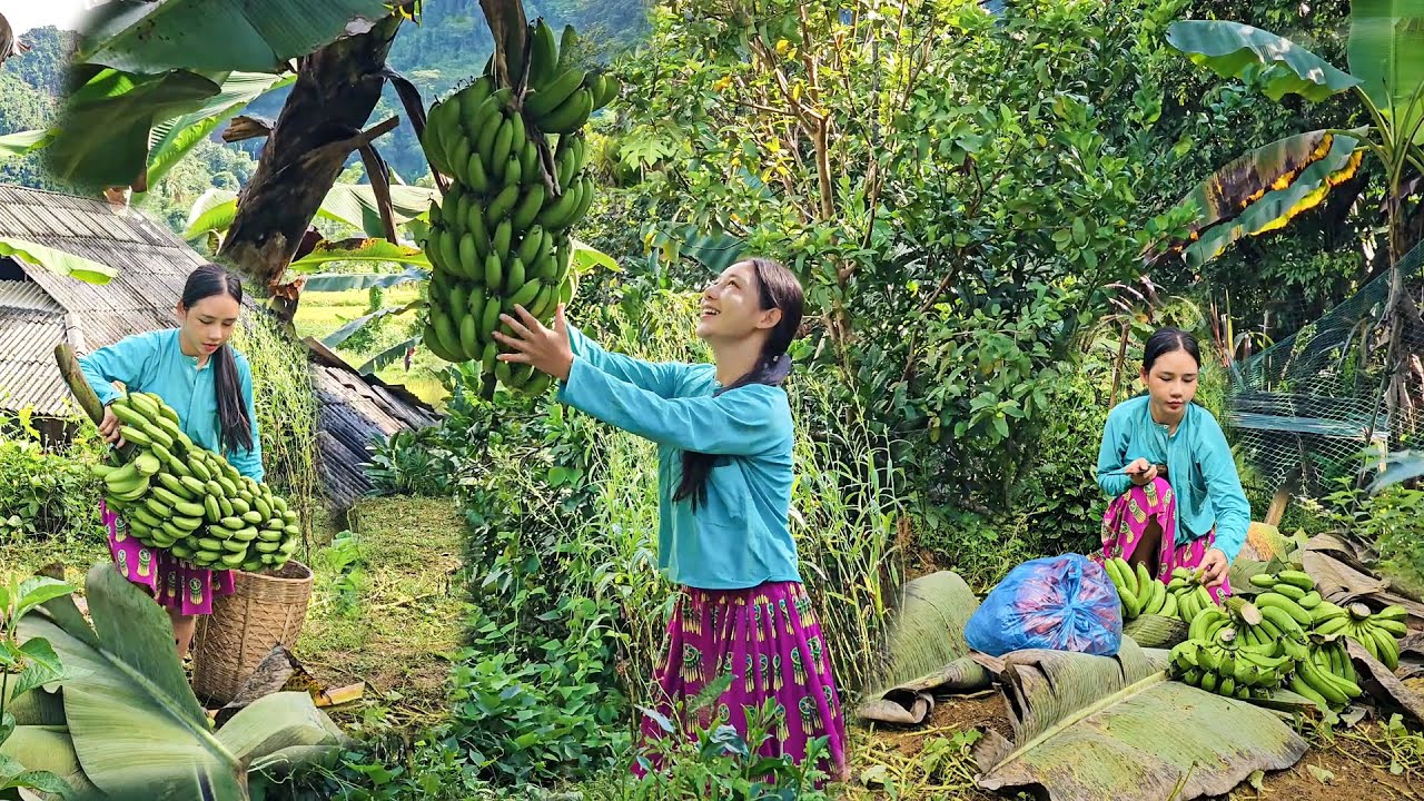 How an 18-Year-Old Girl Picks and Ripens Green Bananas into Delicious Ripe Fruit