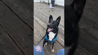 We Got Our First Dog - Lets Go Fishing