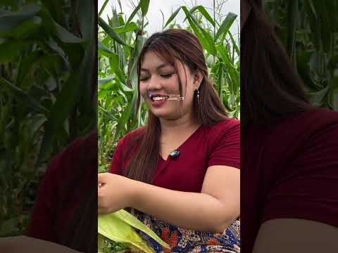 Janda Gemoy Bersihin Jagung Sahabat Gadisdesa Jandadesa