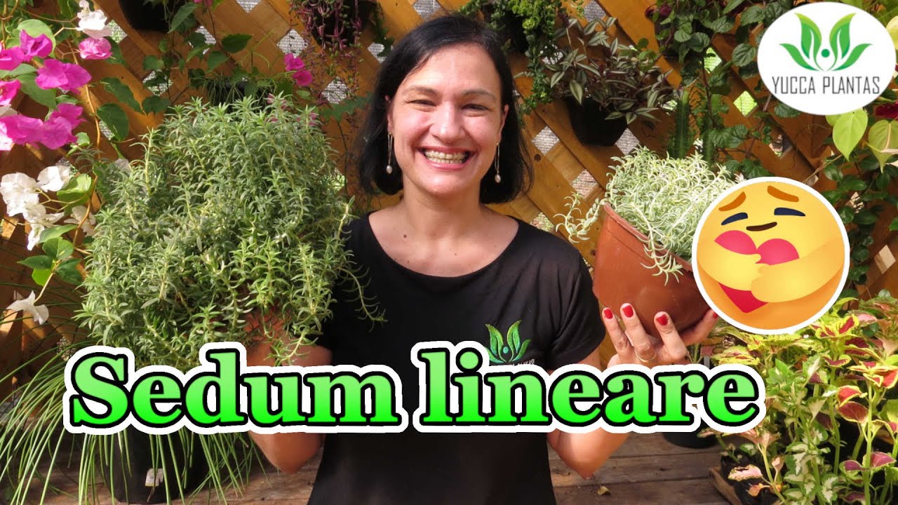 Sedum lineare - Uma LINDA suculenta pendente!