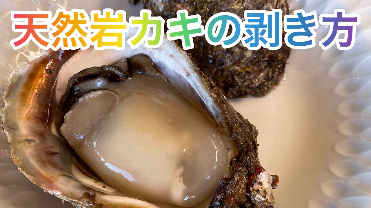 岩カキの剥き方 新潟 笹川流れ 天然岩カキ Youtube