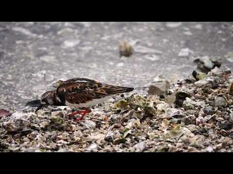 Turnstone 2　　#キョウジョシギ＃の食事