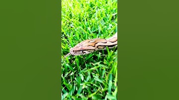 BURMESE Python Handling Outside #reptiles #burmesepythons #snake