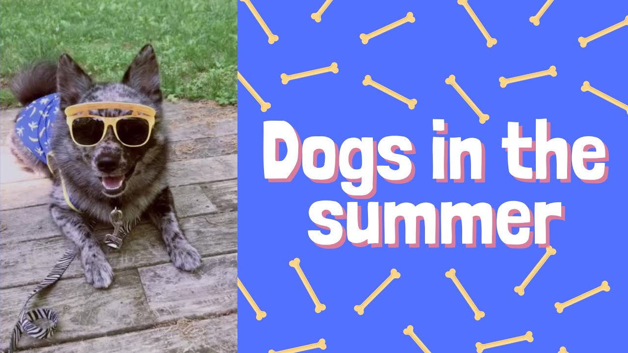 😂 FUNNY DOG SHOW 😂 Fun video of dogs in the summer