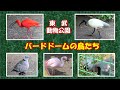 バードドームの鳥たち  東武動物公園