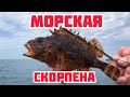 Ах, Одесса . Рыбалка в Черном море. Ловля ставриды и морского бычка.