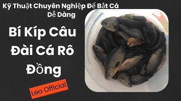 "Bí Kíp Câu Đài Cá Rô Đồng: Kỹ Thuật Chuyên Nghiệp Để Bắt Cá Dễ Dàng! 🎣"