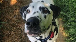 My Dog had Masticatory muscle myositis... (Dalmatian)