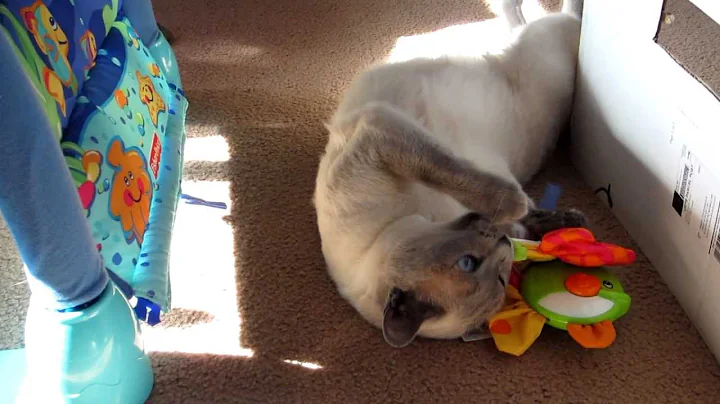 Watch the video about Tonkinese Kitty Paws Playtime [HD]