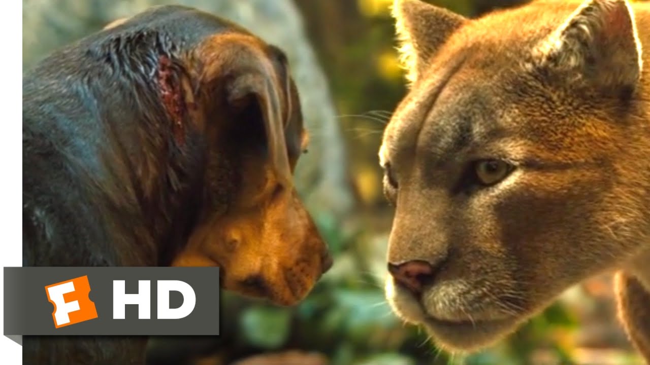 A Dog's Way Home (2018) - Big Kitten Returns Scene (7/10) | Movieclips
