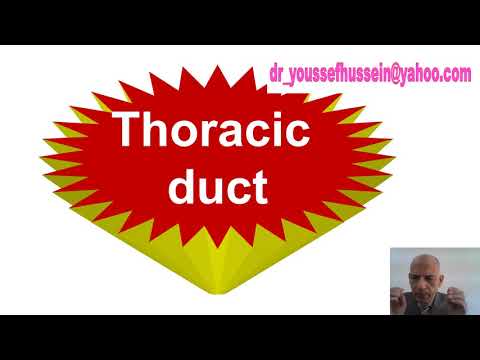 4- Thoracic duct