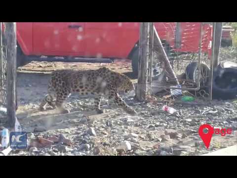 Rare Amur leopard enters villager's home