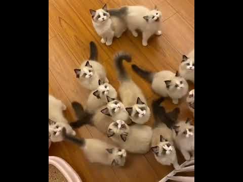 Video: Smiješne, jedinstvene i slatke mačke
