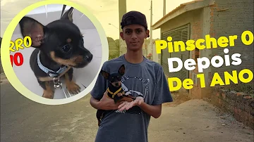Qual o valor de um pinscher 0?