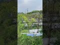 Trik Potong Pucuk Biar Cabe Rimbun