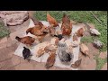 Free Ranging Little Chicks🐥🐥 for a day!! Countryside Chicken Farming