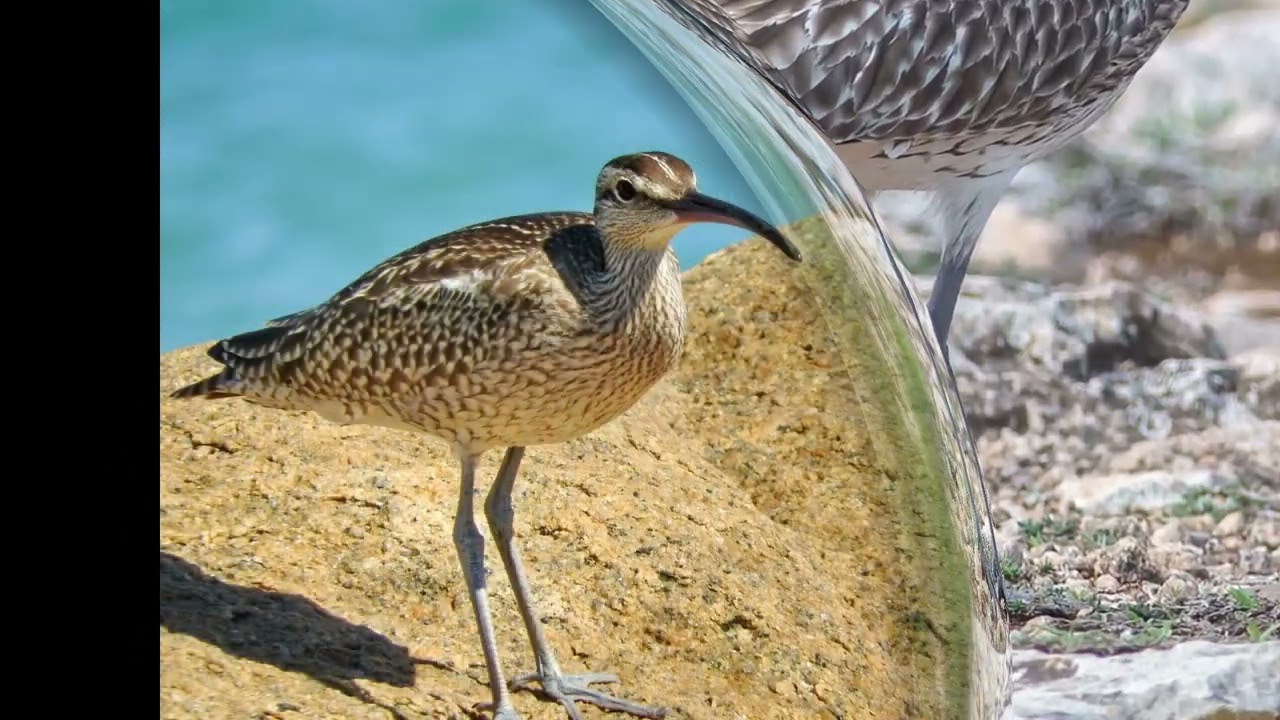 Степной Средний Кроншнеп Numenius Phaeopus Alboaxillaris