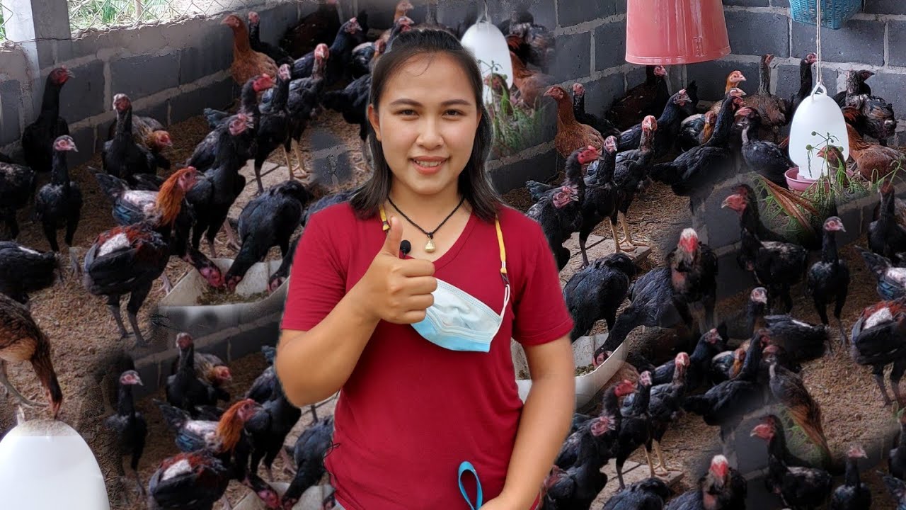 งานประจำไม่ตอบโจทย์!! สาวสวยหันเห..มาเลี้ยงไก่พื้นบ้านขาย!! รายได้ดีสุดๆ