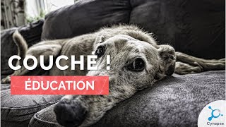 ÉDUCATION  Couché !