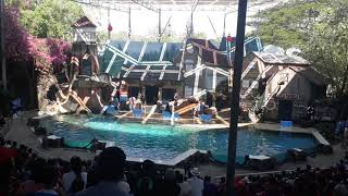 Sea Lion Show safari world Bangkok Thailand