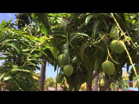 Как растут манго//How to grow a mango