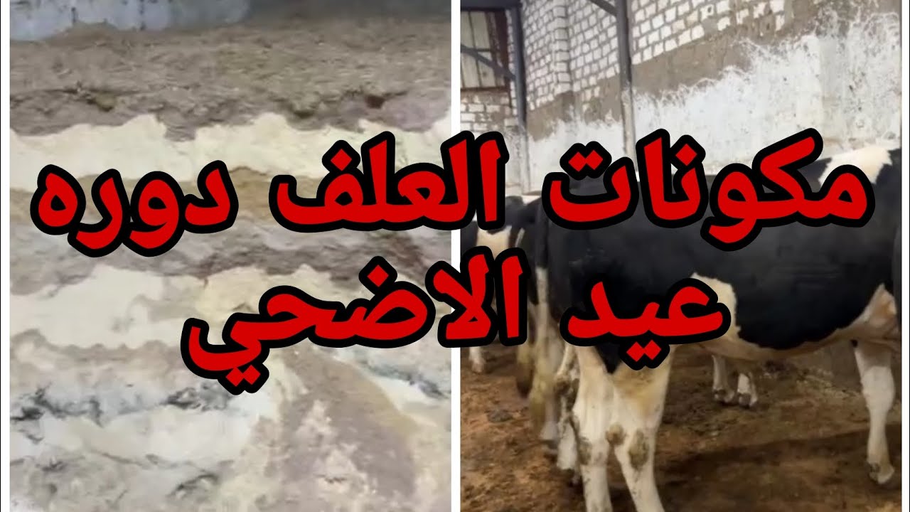 مكونات العلف لعجول التسمين دور عيد الاضحي 2024💥عند المعلم حميد محيمر ❤️