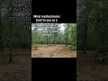 Drum mulching or root raking ?#land #management