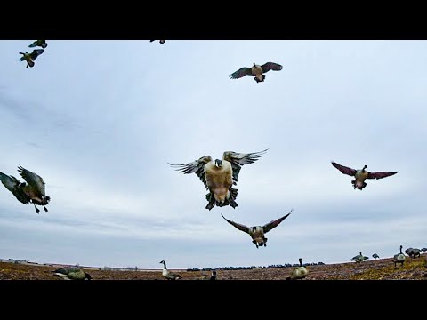 TIPS FOR DECOYING LATE SEASON GEESE!