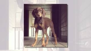 Vizmaraner Dog breed
