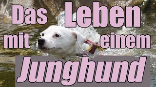 Junghunde - richtige Erziehung, was du beachten solltest! Hundetrainer Steve Kaye