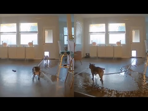 Dog Fills House With Water Using A Hose